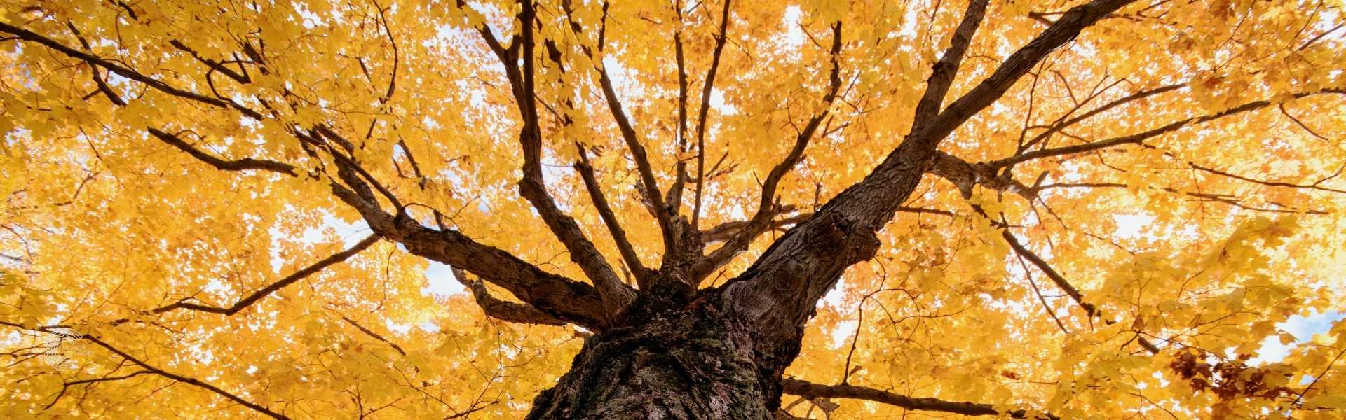 Looking up into a maple tree with autumn leaves Looking up into a maple tree with autumn leaves