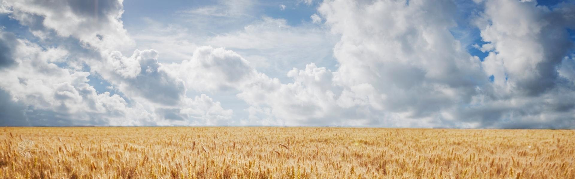 Looking through a wood with autumn leaves Wheat field with a blue and cloudy sky