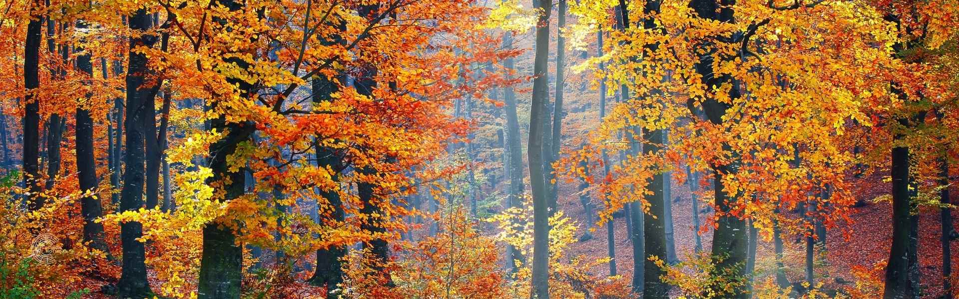 Looking through a wood with autumn leaves